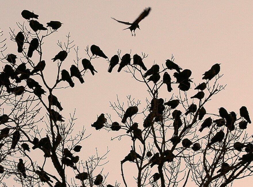 The crows swarming Pitt’s campus signal the end of days. Here’s how you should prepare.